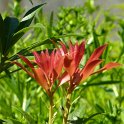 Pieris japonica jeune feuille